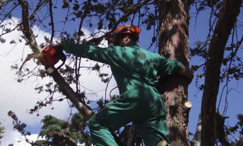 FP Trabajos Forestales y de Conservación del Medio Natural a distancia
